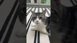 Crosby, my cat, is being problematic