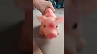 kawawang baboy🤣🤣🤣 #shorts #youtubeshorts #viral #video