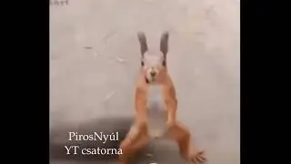 Cig&aacute;ny zene, Vicces zene, zen&eacute;k, zene, cig&aacute;ny zen&eacute;k, zen&eacute;k, zene, t&aacute;ncol&oacute; m&oacute;kus, h&uacute;sv&eacute;ti zene