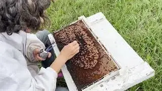 Beehome Varroa Heat Treatment Experiment - Aug 2024 - Browning Apiary
