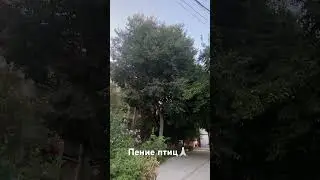 Птицы заливаются!!! #relax #cute #birds #song #birds singing