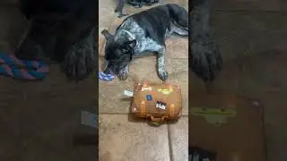 June 2025 Bully Make Box built for the Strongest Dogs! #bullymake #rescuedogs