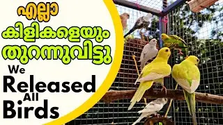 Freedom.. 😊 ഇത് ഇനി ഇവരുടെ ലോകം.😍... പറന്നു പറന്നു പറന്നു...... 😃 || R&B MEDIA
