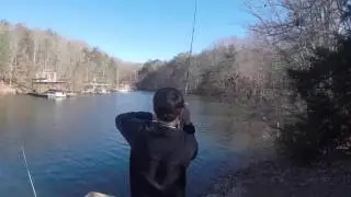 Bass Fishing with Live Blueback Herring