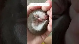 This girl rescued a baby stoat that was being bullied by her dog and then