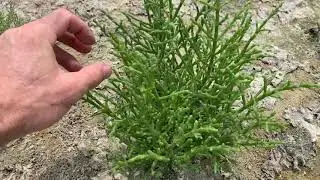 Glasswort and Sea Purslane