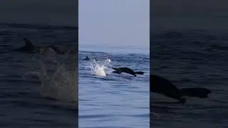 Rare northern right whale dolphin in your timeline #shorts #wildlife #dolphins #drone #funny #tail