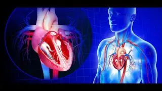 Сердечно-сосудистые заболевания ( Cardio-Vascular diseases ) and NBS.