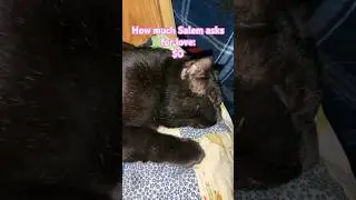 No credit card needed. #cat #trending #cute #cats #blackcat #feralcat #shorts #fyp #reels #fypシ