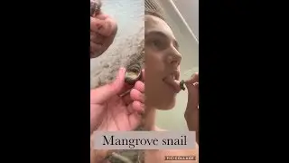 Mangrove Snails// Catch, Clean and Cook 🐌
