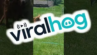 Smart Dog Navigates Backyard Obstacles to Retrieve Ball || ViralHog