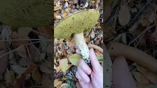 ГРИБ - НЕВИДИМКА!!! Его никто не может найти, ПОЧЕМУ?
