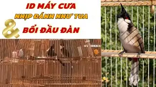 ID MÁY CƯA ĐÁNH MỞ CÁNH 21-1 | Sẵn 2 Bé Phách Cầu Đỉnh Cao - BỔI ĐẦU ĐÀN CHÂN GIÀ ĐANH 