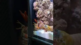 Mantis shrimp powerful punch #tucanaquatics #tuca