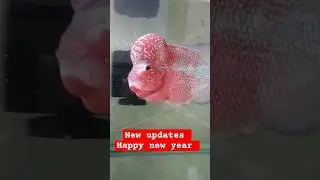 New Updates #flowerhorn #aquaristic #fishtankcare #knowledge #fishkeeping #aquarium #tips#fishkeeper