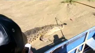 Spectactuar Jumping Crocs at the Adelaide River in Darwin (Camera 2)