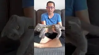 Tips riba kucing
