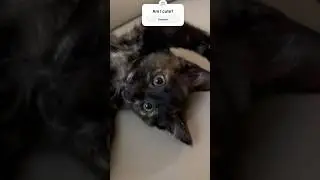 This Kitten Will Make Your Morning Better!