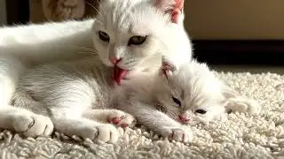 Kitten Helps Mama Cat Do Laundry but Gets Stuck A Heartwarming Rescue Story!