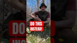 You&rsquo;re Picking Dandelion Greens WRONG #foraging #forager #foragedfood