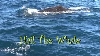 Hail The Whale