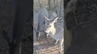 Three Deer Inches From the Camera