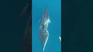 Serene Southeast of Mauritius 🇲🇺 | Mauritius Smiling Dolphins Magical Encounters in the Indian Ocean