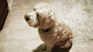 Zenapet Immune Support For Dogs | Dog Allergy Relief | www.zenapet.com