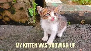 EVERY KITTEN IS SO CUTE #kitten #cat 
