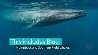 Krill for their fill: How will climate change affect whales and their favourite food?
