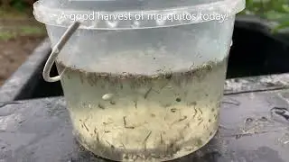 How I catch and use mosquito larvae for my fishes