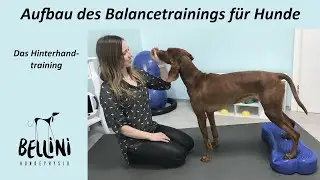 Aufbau des Balancetrainings für Hunde - Das Hinterhandtraining