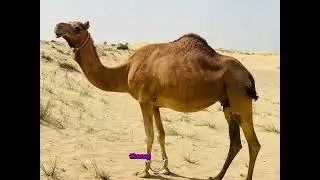 Facts about Camel 🐪 in this I want to show you the real facts of a camel