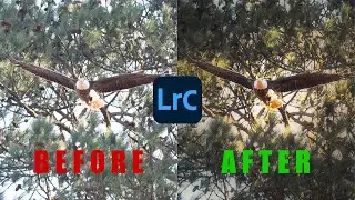How I EDIT My WILDLIFE Photos in Lightroom