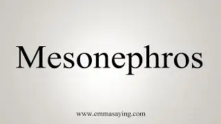 How To Say Mesonephros