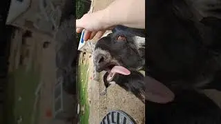 Funny Goat Tongue Flapping