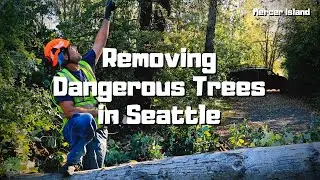 Removing Two Dangerous Trees from Luther Burbank Park in Seattle, Washington