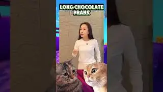LONG CHOCOLATEPRANK #shortscatvideo #animalscute #cat #annoyingcats