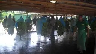 Banana Packing Plant