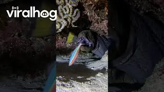 Fish Has a Close Call With Moray Eel || ViralHog