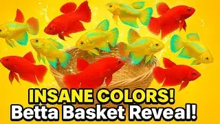 Catching Betta Fish & Unbelievable Betta Fish Colors! Unique Breeding Results You Must See