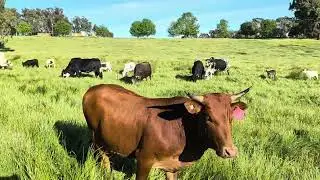 crottes de vache