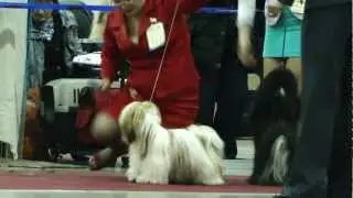 ‎24.03.12. Lhasa Apso International Dog Show Eurasia-I, Moscow, Russia