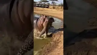 Cheetah vs Hippo: Speed Meets Raw Power at the Waterhole 😳
