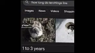 bro still exist #gorilla #gorillavr #funnyimages #funny #gorillatag2 #funnymemes #gorilatagvr #goofy