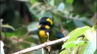 ENDEMIC-Gold-ringed Tanager - Bangsia aureocincta - Parque Natural Tatama