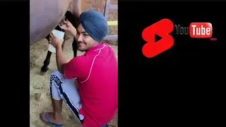 HORSE MARE MILKING 😁🐴#MARWADI_HORSE#SHORTS