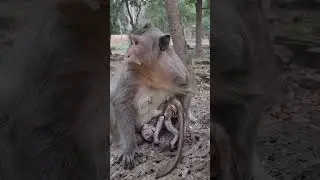 new born baby monkey fall in sleep #shorts #shortvideo #shortsfeed #monkey