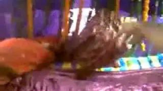 Hilarious Asian Wedding Accident/Cry...mp4