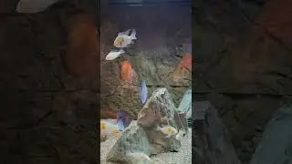 New Centerpiece Fish: Albino Acaras #shorts, 🐠 🐟#viralviralshorts